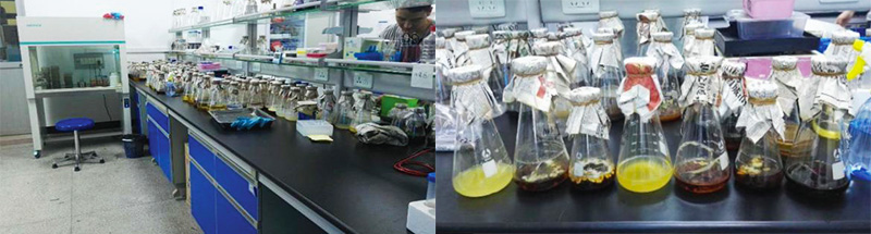 華農中綠生物科技研究院 華農中綠生物科技研究院