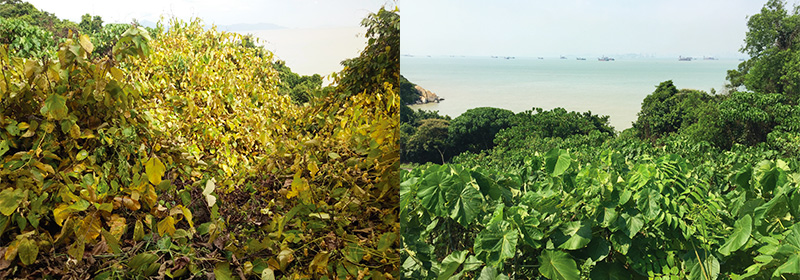 有害藤本生態(tài)防治技術 有害藤本生態(tài)防治技術