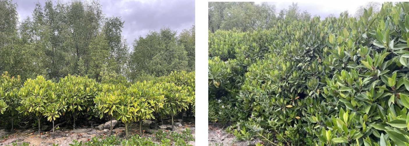 木欖種植效果